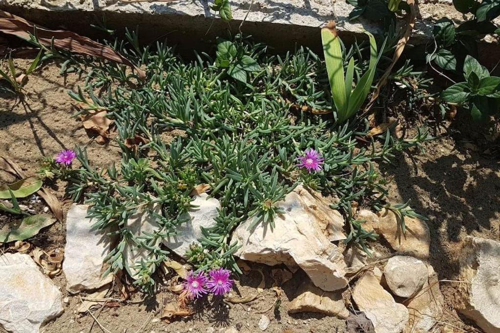 Babino Polje Apartment Kristic - Saplunara, Mljet מראה חיצוני תמונה